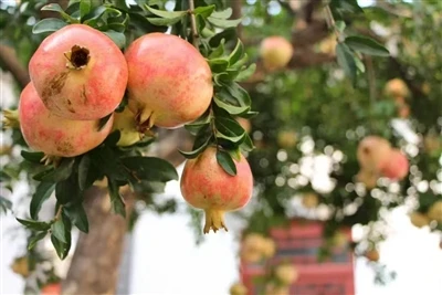 How can pomegranate peel extract serve as a substitute for synthetic antioxidants?